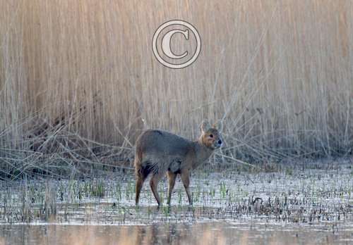 Chinese Water Deer 5